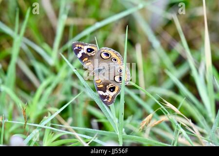 Gemeinsamen Buckeye Schmetterling (Iunonia Coenia) Stockfoto