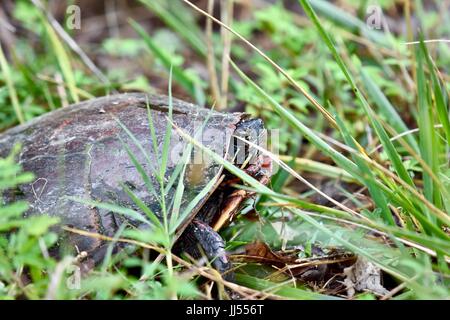 Eastern gemalt Schildkröten (Chrysemys Picta) Stockfoto