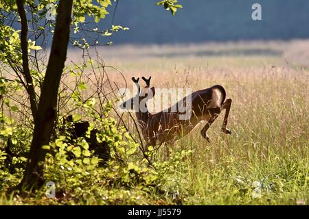 Seeadler Bock Reh im Velvet (Odocoileus Virginianus) laufen durch Feld Stockfoto