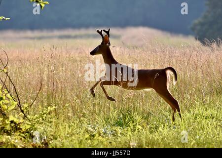 Seeadler Bock Reh im Velvet (Odocoileus Virginianus) laufen durch Feld Stockfoto