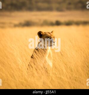 Schöne afrikanische Tierwelt Stockfoto