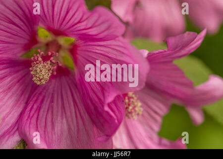 Lavatera oder Garten-Malve-Blüte. Stockfoto