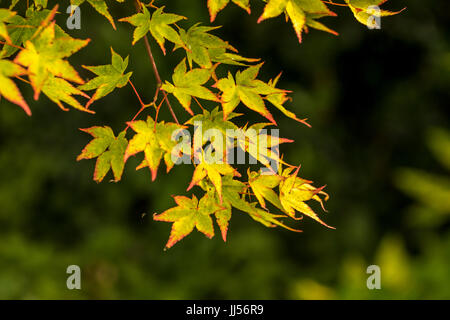 Acer im Sommer Farbe, Garten einstellen. Stockfoto