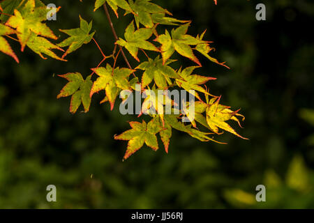 Acer im Sommer Farbe, Garten einstellen. Stockfoto