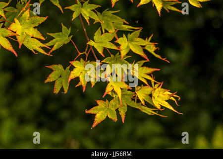 Acer im Sommer Farbe, Garten einstellen. Stockfoto