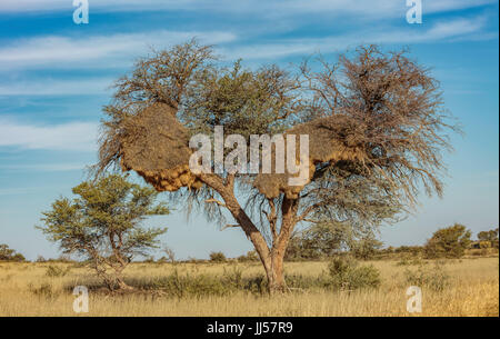 Gesellig Weber (Philetairus Socius) Gemeinschaft Nest in einem Baum, Kgalagadi Transfrontier Park, Südafrika. Stockfoto