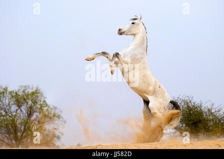 Marwari Pferde. Graue Stute Aufzucht in der Wüste. Rajasthan, Indien Stockfoto