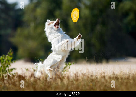 Border-Collie. Erwachsener Hund (Doppelmerle) versucht, eine fliegende Scheibe zu fangen. Niederlande Stockfoto