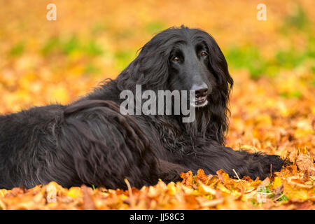 Afghanischer Windhund. Schwarzen Erwachsenen liegen im Herbst Blätter. Niederlande Stockfoto