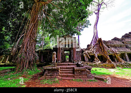 Kambodscha Siem Reap Ta Prohm Spung Baumriesen und Wurzeln wachsen oberhalb eines antiken Tempels Stockfoto