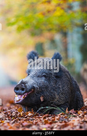 Wildschwein (Sus Scrofa), weibliche ruht in der herbstlichen Buchenwald Gähnen Stockfoto