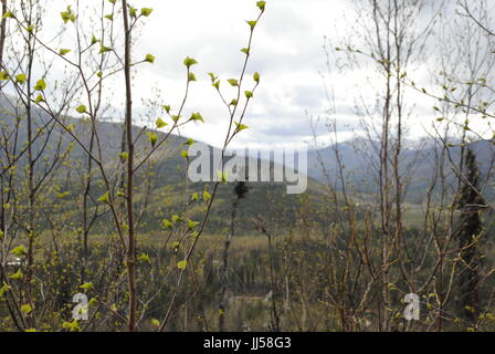 Frühjahr Knospen an jungen Birken in Mitte Mai. Der Frühling kommt spät in Alaska Interior wie der Schnee auf fernen Hügeln und neue Grün zeigt. Stockfoto