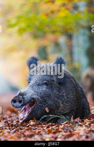 Wildschwein (Sus Scrofa), weibliche ruht in der herbstlichen Buchenwald Gähnen Stockfoto