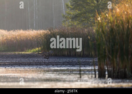 Europäischer Wolf (Canis Lupus) jagt Rothirsch (Cervus Elaphus) Hirschkuh mit Kalb über eine Wasserfläche Stockfoto