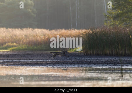 Europäischer Wolf (Canis Lupus) jagt Rothirsch (Cervus Elaphus) Hirschkuh mit Kalb über eine Wasserfläche Stockfoto