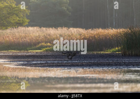 Europäischer Wolf (Canis Lupus) jagt Rothirsch (Cervus Elaphus) Hirschkuh mit Kalb über eine Wasserfläche Stockfoto