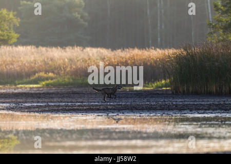 Europäischer Wolf (Canis Lupus) jagt Rothirsch (Cervus Elaphus) Hirschkuh mit Kalb über eine Wasserfläche Stockfoto