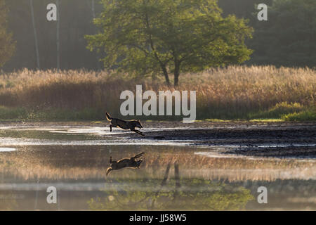 Europäischer Wolf (Canis Lupus) jagt Rothirsch (Cervus Elaphus) Hirschkuh mit Kalb über eine Wasserfläche Stockfoto