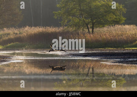 Europäischer Wolf (Canis Lupus) jagt Rothirsch (Cervus Elaphus) Hirschkuh mit Kalb über eine Wasserfläche Stockfoto