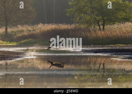 Europäischer Wolf (Canis Lupus) jagt Rothirsch (Cervus Elaphus) Hirschkuh mit Kalb über eine Wasserfläche Stockfoto