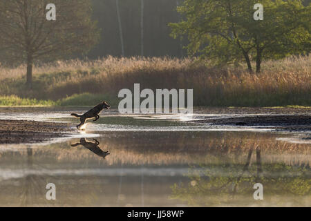 Europäischer Wolf (Canis Lupus) jagt Rothirsch (Cervus Elaphus) Hirschkuh mit Kalb über eine Wasserfläche Stockfoto