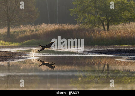 Europäischer Wolf (Canis Lupus) jagt Rothirsch (Cervus Elaphus) Hirschkuh mit Kalb über eine Wasserfläche Stockfoto