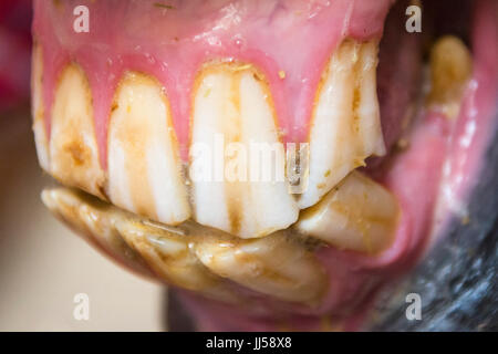 Arabisches Pferd. Nahaufnahme der Zähne. Ägypten Stockfoto