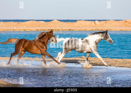 Arabische und Pintabian. Zwei Pferde im Galopp am Strand. Ägypten Stockfoto