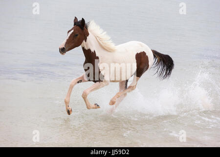 Pintabian. Skewbal Jährling im Galopp im Meer. Ägypten Stockfoto