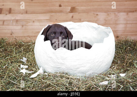 Labrador Retriever Scotty, 10 Wochen alten Welpen liegen in einer gemütlichen ausgekleidet Ei Stockfoto