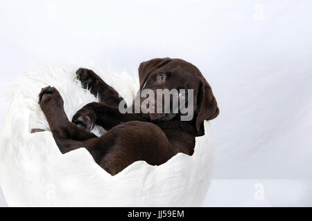 Labrador Retriever Scotty, 10 Wochen alten Welpen liegen in einer gemütlichen ausgekleidet Ei Stockfoto