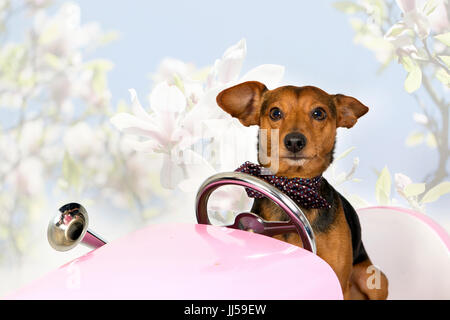 Deutsche Pinscher/Dachshound Mix Balou sitzen in einem rosa Auto, Magnolia im Hintergrund. Stockfoto