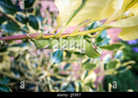 Große und saftige grüne weiß gestreiften Raupe ein Liguster Hawk Moth kriecht entlang der Zweig der eine Stechpalme Bush, Hampshire, UK Stockfoto