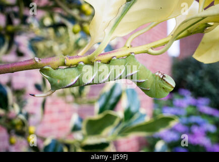 Große und saftige grüne weiß gestreiften Raupe ein Liguster Hawk Moth kriecht entlang der Zweig der eine Stechpalme Bush, Hampshire, UK Stockfoto