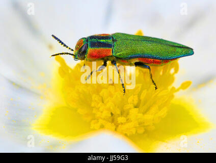 Metallische Holz-langweilig Käfer (Anthaxia Hungarica) in einer Blume Stockfoto