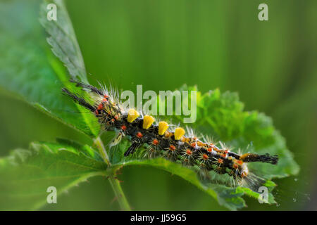 Vapourer Motte, gemeinsame Vapourer, Rusty Tussock Moth (Orgyia Antiqua), Raupe Stockfoto