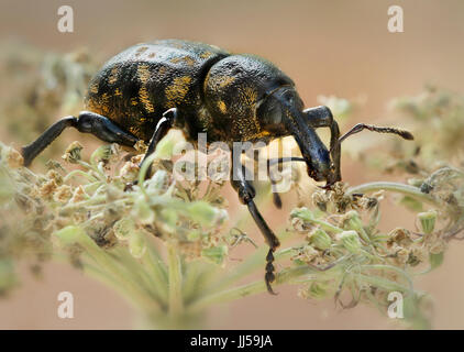 Große Kiefer Rüsselkäfer (Hylobius Abietis) auf einer Blume Stockfoto