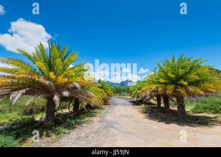 Landschaft-Straße mit Palmen vor einem blauen Himmel auf der Insel Mauritius an einem sonnigen Tag Stockfoto