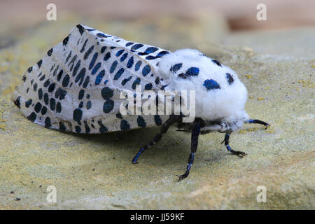 Leopard Moth, Holz Leopard Moth (Zeuzera Pyrina) Stockfoto