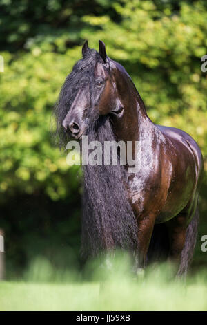Friesische Pferd. Erwachsenen Wallach auf der Weide stehen. Deutschland Stockfoto