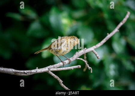 Unreife juvenile Rotkehlchen (Erithacus Rubecula) hocken auf einem Ast im Sommer in einem Garten in Surrey, Südostengland, UK Stockfoto