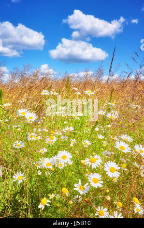 Sommerwiese, geringe Schärfentiefe. Stockfoto