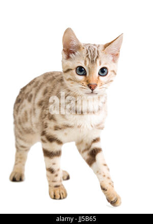 Snow Bengal cat Kitten auf weißem Hintergrund isoliert Model Release: Nein Property Release: Nein. Stockfoto