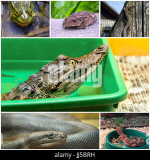 Collage mit Reptilien und Amphibien Stockfoto