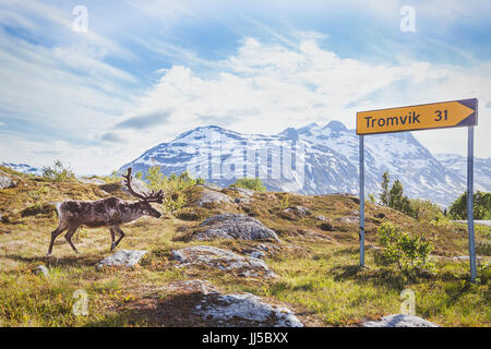 Rentiere wandern im städtischen Bereich in der Nähe der Straße direktionale Zeichen zu Stadt in der Nähe von Tromsø Tromvik Stockfoto