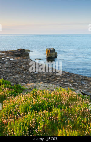 Wildblumen in Portland Bill, Portland, England, UK Stockfoto