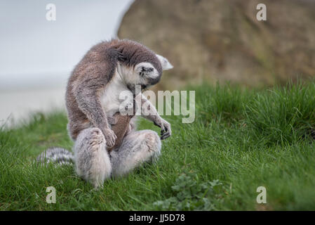 Ein Ring tailed Lemur mit seiner Baby Spanferkel, Mutter und Kind Stockfoto