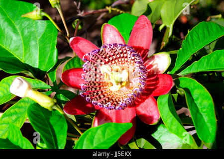 Passion fruit, Blume, Blume, Schönheit, Blüte, Passiflora, Obst, tropisch, Brasilien Stockfoto