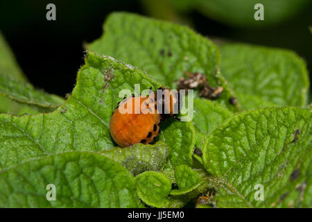 Larve der Kartoffelkäfer auf Blatt der Kartoffelpflanze Stockfoto