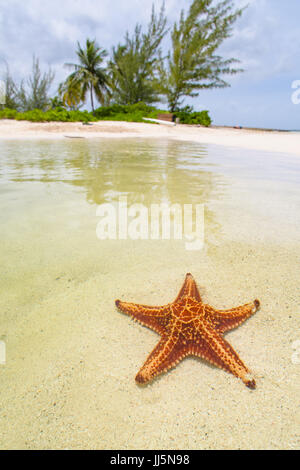 Starfish unter Wasser am Strand. Stockfoto